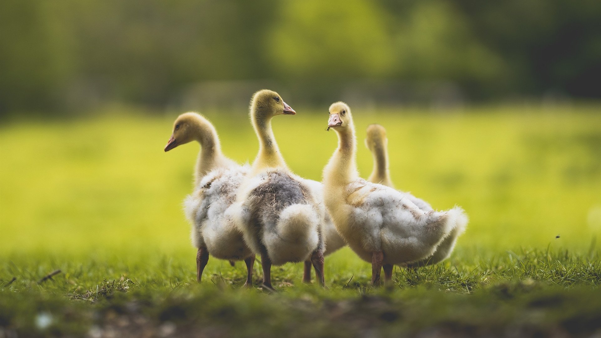 国王压制奇才,德罗赞成为关键先生,芝加哥的救赎与新生